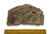 F 01338
<br/>
<br/>
<em></em>